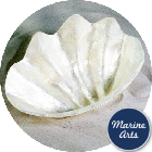 Capiz Clam 20cm